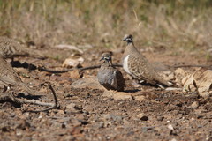 Geophaps scripta
