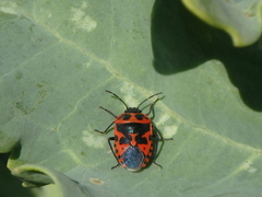 Eurydema spectabilis