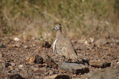 Geophaps scripta
