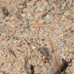 Nemacladus secundiflorus robbinsii