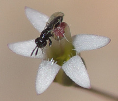 Nemacladus secundiflorus robbinsii