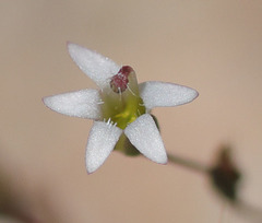 Nemacladus secundiflorus robbinsii