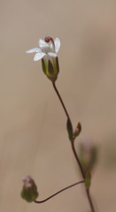 Nemacladus secundiflorus robbinsii