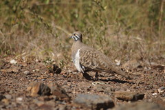 Geophaps scripta