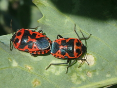 Eurydema spectabilis