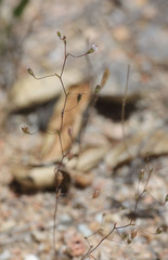 Nemacladus secundiflorus robbinsii