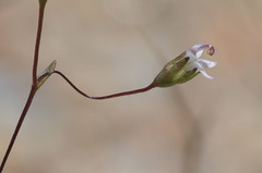 Nemacladus secundiflorus robbinsii
