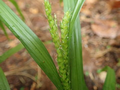 Carex ischnostachya