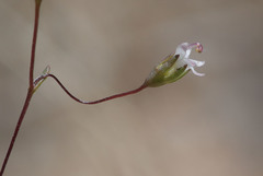 Nemacladus secundiflorus robbinsii