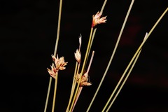 Schoenus subaphyllus