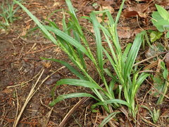 Carex ischnostachya