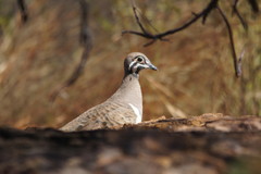 Geophaps scripta