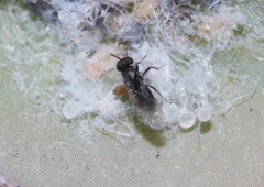 Psyllaephagus pilosus