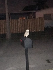 Athene cunicularia floridana