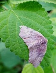Achrosis rondelaria