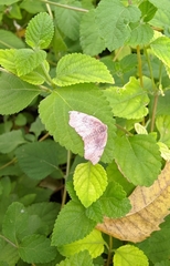 Achrosis rondelaria