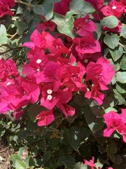 Bougainvillea