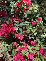 Bougainvillea