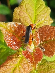 Cantharis pellucida