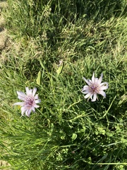 Tragopogon eriospermus