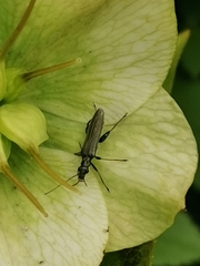 Oedemera flavipes