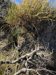 Allocasuarina pusilla