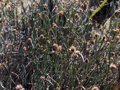 Lepidobolus drapetocoleus