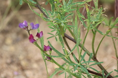 Brachypodium distachyon