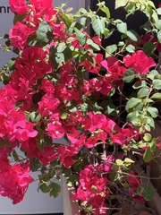 Bougainvillea