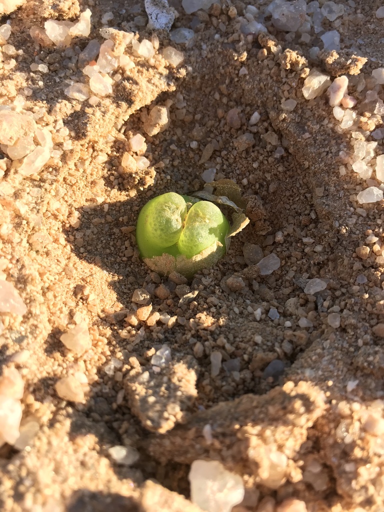 Conophytum maughanii subsp. armeniacum