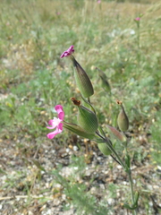 Silene subconica