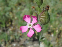 Silene subconica