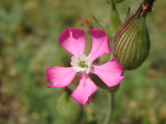 Silene subconica