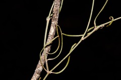 Vincetoxicum lineare