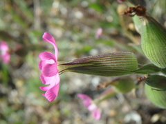 Silene subconica