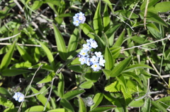 Myosotis lithospermifolia
