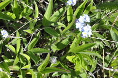 Myosotis lithospermifolia