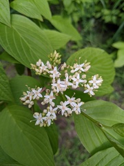 Cornus sericea