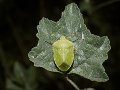 Nezara viridula