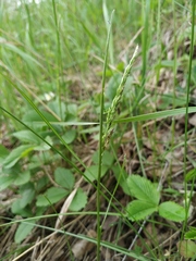 Poa angustifolia