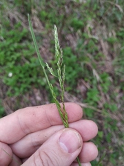 Poa angustifolia