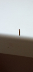 Lepidoptera