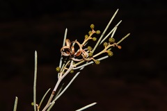 Acacia rigens