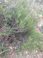Artemisia salsoloides