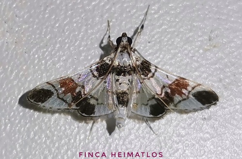 Syngamilyta nympha