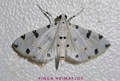 Pycnarmon