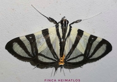 Conchylodes nolckenialis