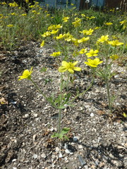 Ranunculus oxyspermus