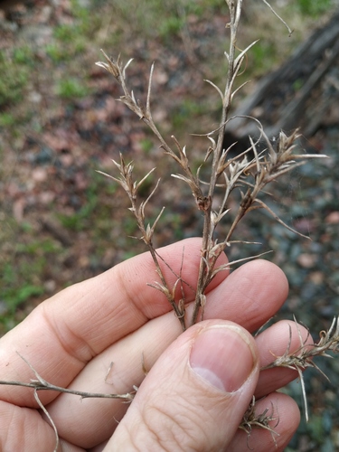 Наблюдение на iNaturalist
