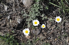 Anthemis sterilis